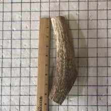 Load image into Gallery viewer, Whole Jumbo Elk Antlers 8-10 inches