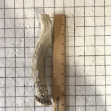 Load image into Gallery viewer, Whole Extra Large Deer 7-9 inches