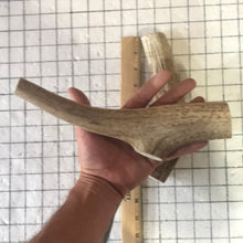 Load image into Gallery viewer, Whole Jumbo Elk Antlers 8-10 inches