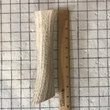 Load image into Gallery viewer, Whole Extra Large Elk Antlers 8+ inch’s