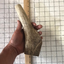 Load image into Gallery viewer, Whole Extra Large Elk Antlers 8+ inch’s