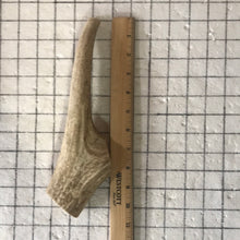 Load image into Gallery viewer, Whole Extra Large Elk Antlers 8+ inch’s