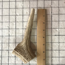 Load image into Gallery viewer, Whole Medium Elk Antlers 6+inch’s