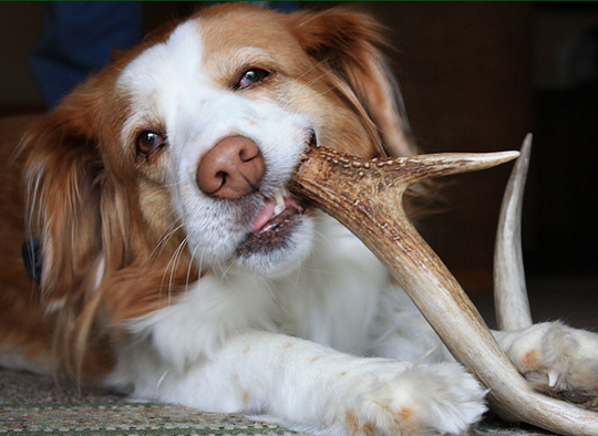 Top Antler Bones for Dogs: Discover the Best Choices for Your Pet