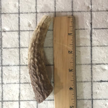 Load image into Gallery viewer, Whole Small Elk Antlers 4-5 inch’s
