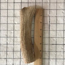 Load image into Gallery viewer, Whole Large Elk Antlers 7 inch’s
