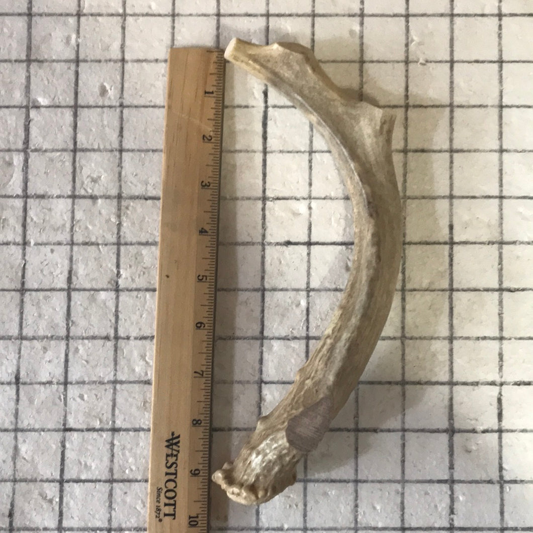 Whole Extra Large Deer 7-9 inches