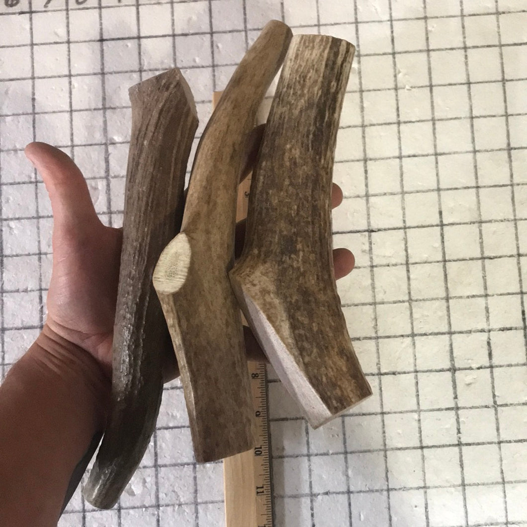Whole Jumbo Elk Antlers 8-10 inches
