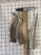 Load and play video in Gallery viewer, Whole Large Deer 7 inch
