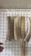 Load and play video in Gallery viewer, Whole Large Elk Antlers 7 inch’s

