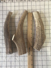 Load and play video in Gallery viewer, Whole Jumbo Elk Antlers 8-10 inches
