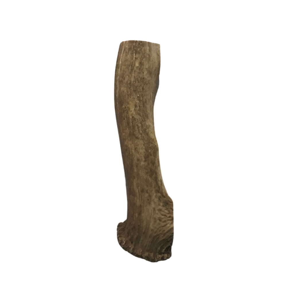 Whole Jumbo Elk 8-10 inches